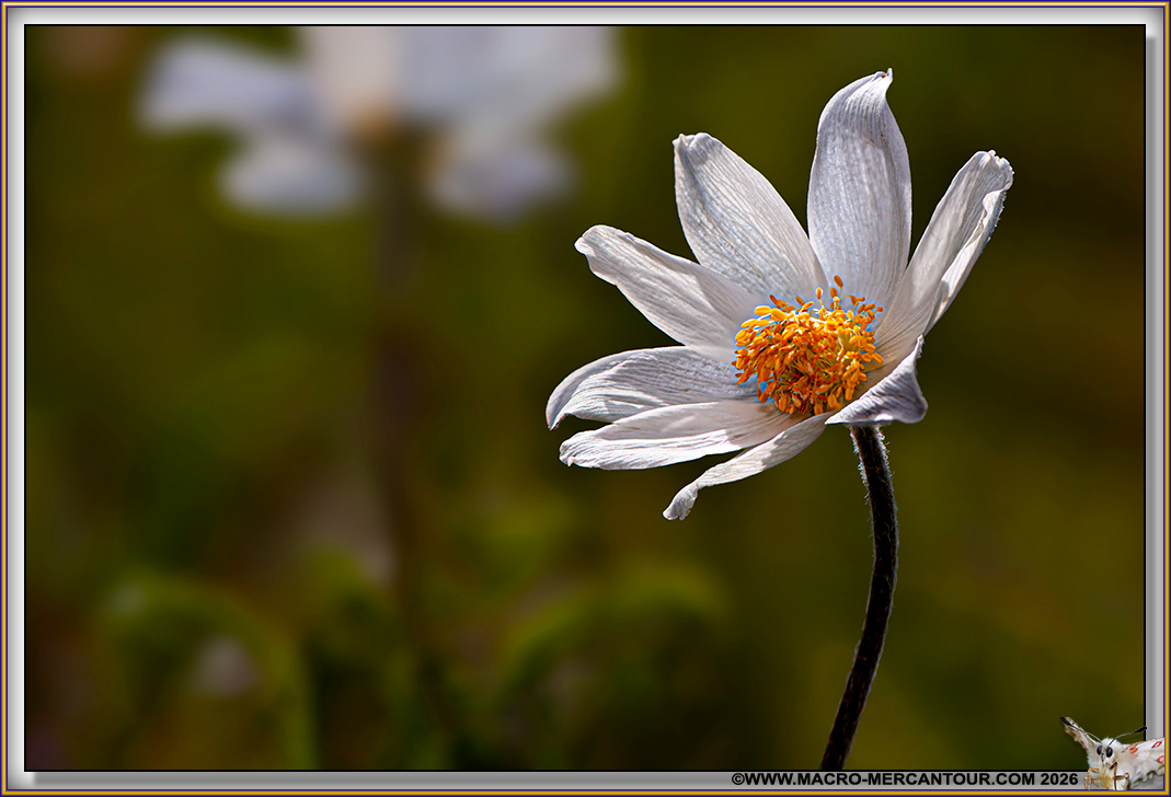 ANEMONES